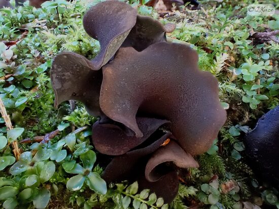 Diplocarpa irregularis